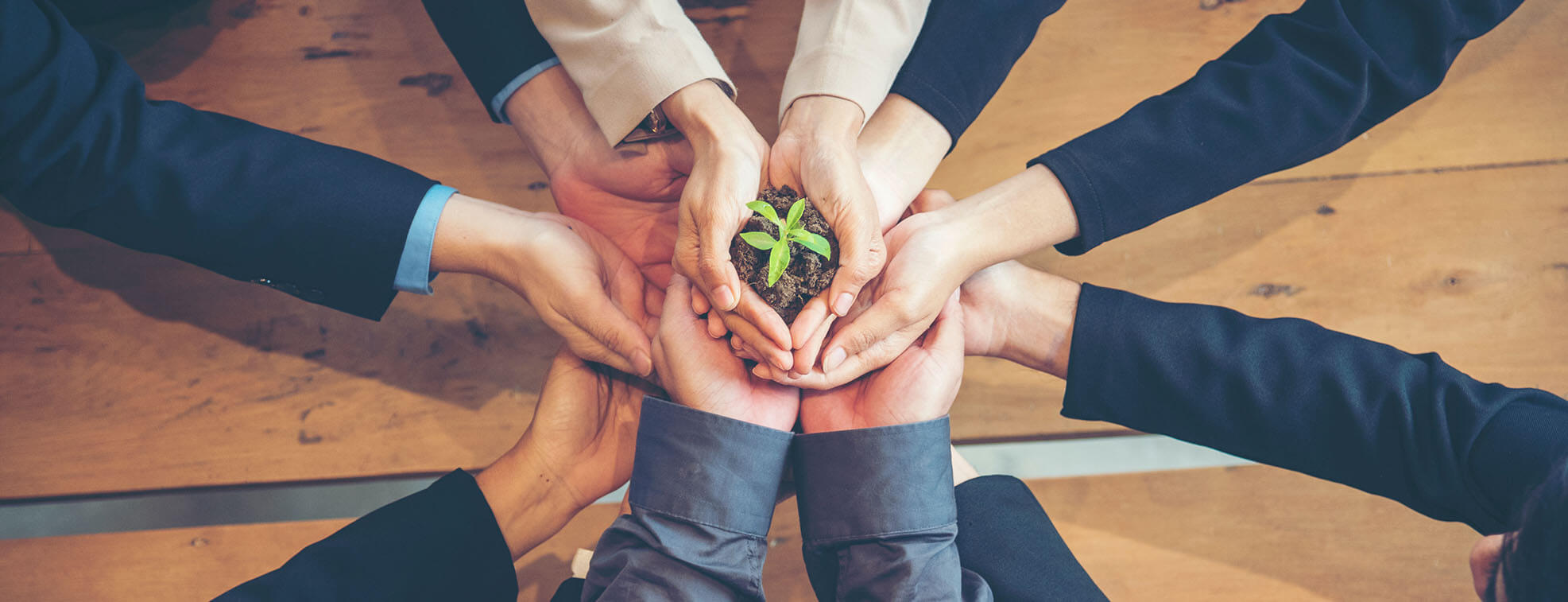 People extending their hands to nurture a plant